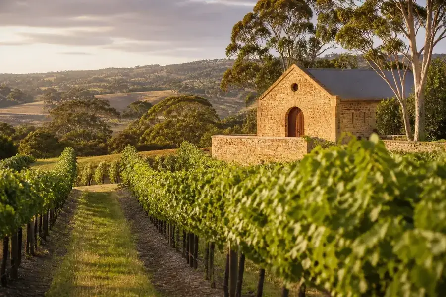 Barossa Valley vineyard near Adelaide